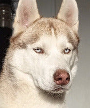Chien, membre de la famille