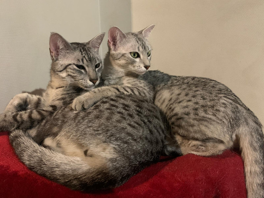 Chat profitant d’un moment de gourmandise